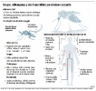 Infográficos sobre el Zika_14