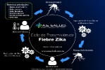 Infográficos sobre el Zika_21