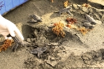 Liberación de tortugas tinglar en Playa Manresa 7 de agosto 2014._3