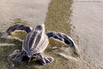 Liberación de tortugas tinglar en Playa Manresa 7 de agosto 2014._7